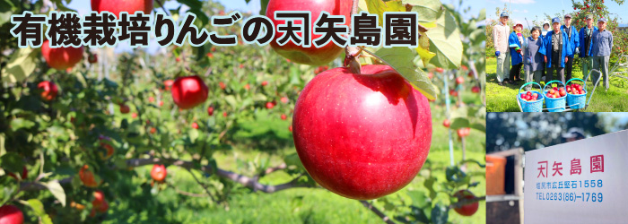 有機栽培リンゴの矢島園